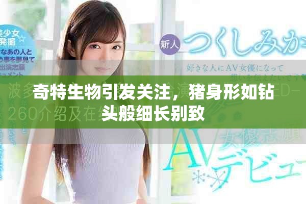奇特生物引发关注，猪身形如钻头般细长别致